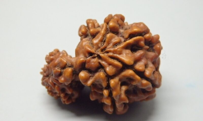 10 Mukhi Garbh-Gauri Rudraksha - Image 3