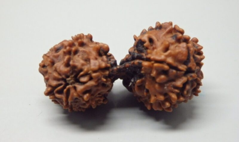 10 Mukhi Gauri-Shankar Rudraksha - Image 3