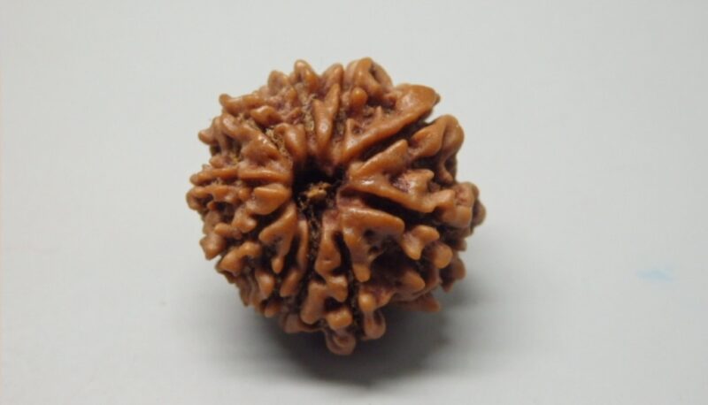 10 Mukhi Rudraksha