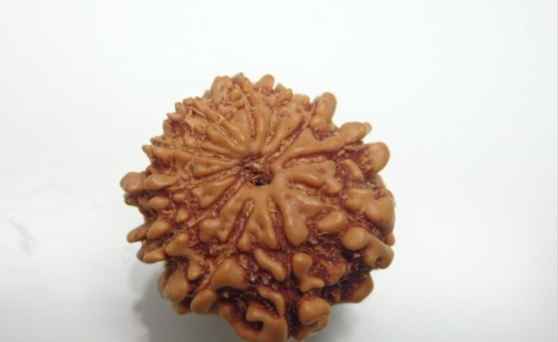 11 Mukhi Rudraksha