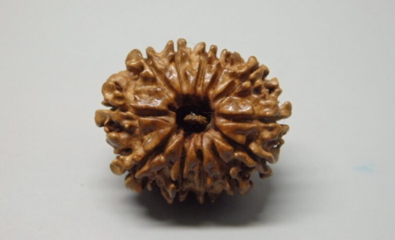 12 Mukhi Rudraksha