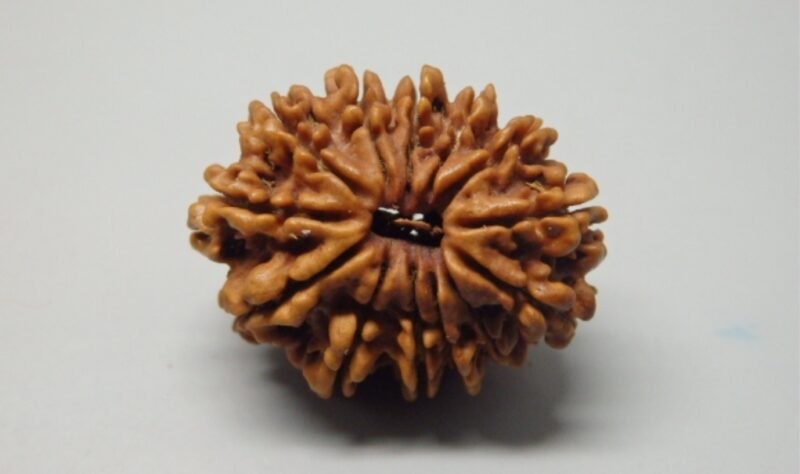 13 Mukhi Rudraksha