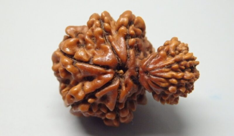 10 Mukhi Garbh-Gauri Rudraksha