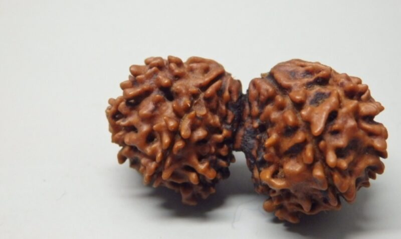 10 Mukhi Gauri-Shankar Rudraksha - Image 2