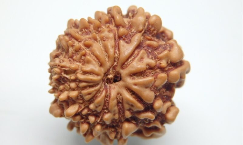 11 Mukhi Rudraksha - Image 2