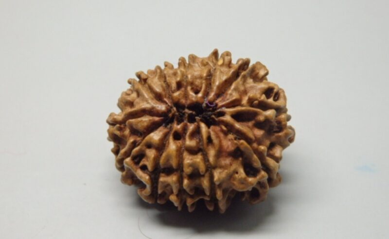 12 Mukhi Rudraksha - Image 2