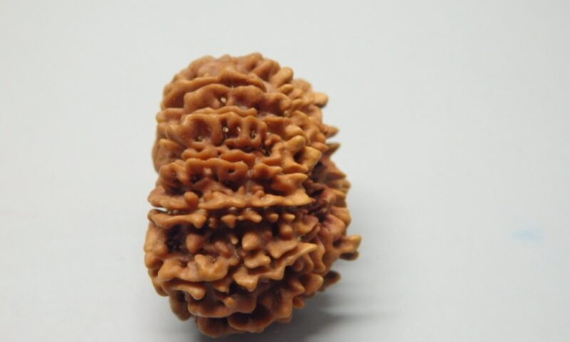 13 Mukhi Rudraksha - Image 2