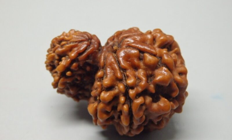 10 Mukhi Garbh-Gauri Rudraksha - Image 2