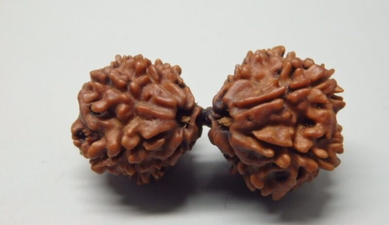 10 Mukhi Gauri-Shankar Rudraksha