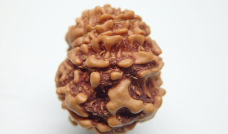 11 Mukhi Rudraksha - Image 3