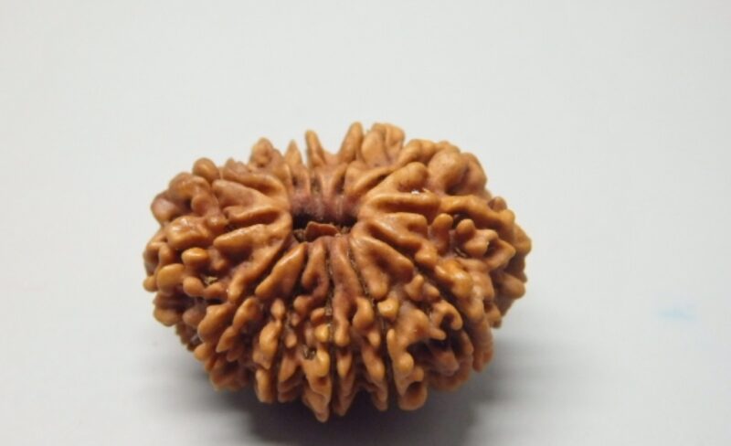 13 Mukhi Rudraksha - Image 3