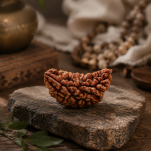 1 Mukhi Rudraksha