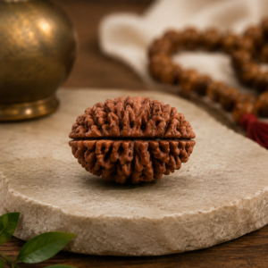 2 Mukhi Rudraksha
